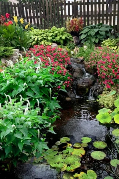 Lizard's Tail Swamp Lily (Saururus Cernuus) - 8 Pack Of 1 Gallon Pots -Chaste Tree World saururus cernuus lizards tail swamp lily 8 1