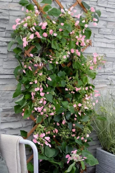 Rose Sensation Pink Climbing Hydrangea Vine - 3 Gallon Pot -Chaste Tree World schizophragma hydrangeoides rose sensation climbing hydrangea 102 1