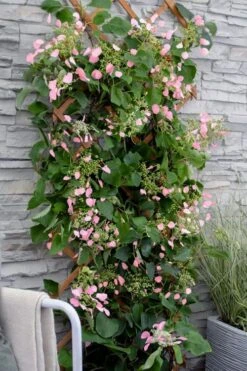 Rose Sensation Pink Climbing Hydrangea Vine - 1 Gallon Pot -Chaste Tree World schizophragma hydrangeoides rose sensation climbing hydrangea 102