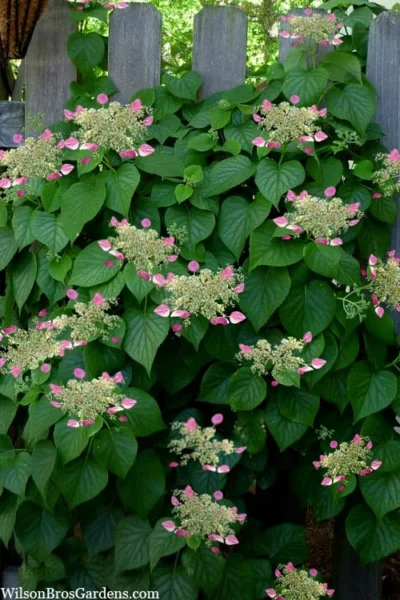 Rose Sensation Pink Climbing Hydrangea Vine - 3 Gallon Pot -Chaste Tree World schizophragma hydrangeoides rose sensation climbing hydrangea 104 1