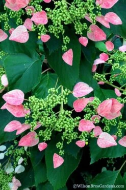 Rose Sensation Pink Climbing Hydrangea Vine - 3 Gallon Pot -Chaste Tree World schizophragma hydrangeoides rose sensation climbing hydrangea 106 1