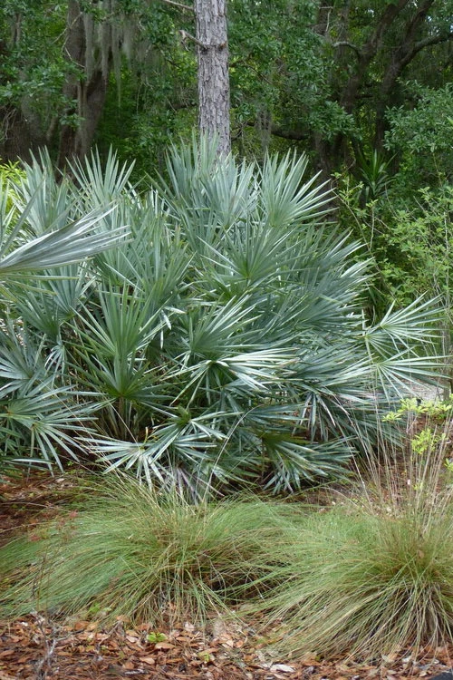 Silver Saw Palmetto Palm - 7 Gallon Pot 4 Silver Saw Palmetto Palm - 7 Gallon Pot - Image 4