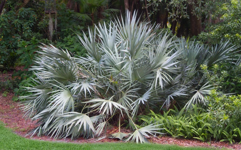 Silver Saw Palmetto Palm - 7 Gallon Pot 7 Silver Saw Palmetto Palm - 7 Gallon Pot - Image 7
