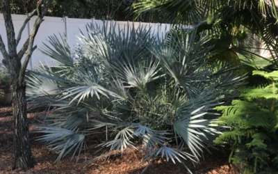 Silver Saw Palmetto Palm - 7 Gallon Pot 11 Silver Saw Palmetto Palm - 7 Gallon Pot -Chaste Tree World serenoa repens silver saw palmetto palm 4
