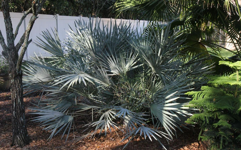 Silver Saw Palmetto Palm - 7 Gallon Pot 5 Silver Saw Palmetto Palm - 7 Gallon Pot - Image 5