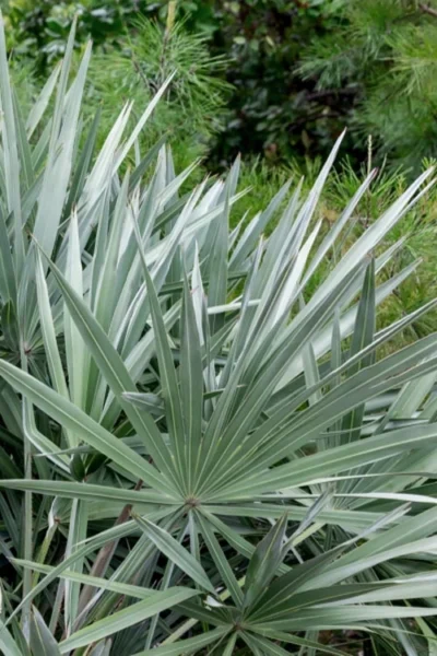 Silver Saw Palmetto Palm - 7 Gallon Pot 12 Silver Saw Palmetto Palm - 7 Gallon Pot -Chaste Tree World serenoa repens silver saw palmetto palm 5