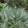 Silver Saw Palmetto Palm - 7 Gallon Pot