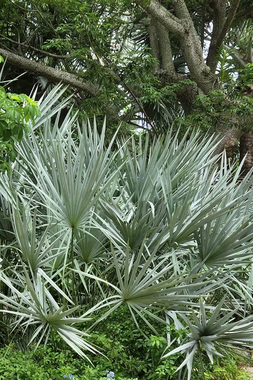 Silver Saw Palmetto Palm - 7 Gallon Pot 1 Silver Saw Palmetto Palm - 7 Gallon Pot