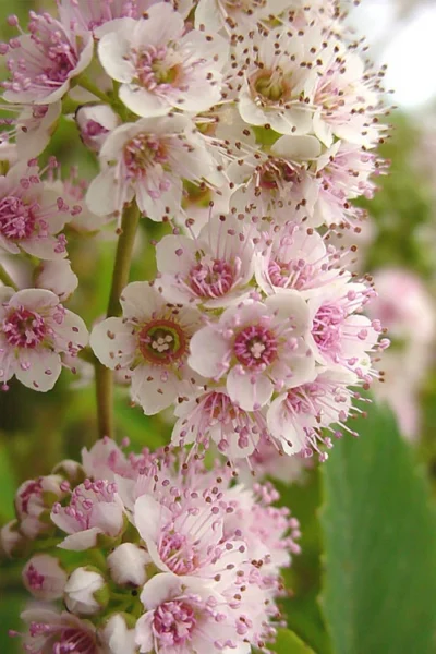 White Meadowsweet (Spirea Alba) - 1 Gallon Pot 6 White Meadowsweet (Spirea Alba) - 1 Gallon Pot -Chaste Tree World spirea alba white meadowsweet 7