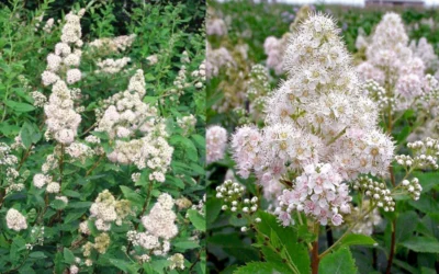 White Meadowsweet (Spirea Alba) - 1 Gallon Pot 7 White Meadowsweet (Spirea Alba) - 1 Gallon Pot -Chaste Tree World spirea alba white meadowsweet 9
