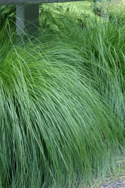 Prairie Dropseed Grass (Sporobolus Heterolepis) - 1 Gallon Pot 14 Prairie Dropseed Grass (Sporobolus Heterolepis) - 1 Gallon Pot -Chaste Tree World sporobolis heterolepis prairie dropseed grass 1 1