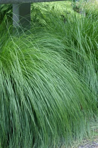 Prairie Dropseed Grass (Sporobolis Heterolepis) - 6 Pack Of 1 Gallon Pots -Chaste Tree World sporobolis heterolepis prairie dropseed grass 1 2