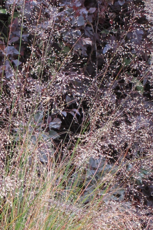 Prairie Dropseed Grass (Sporobolus Heterolepis) - 1 Gallon Pot 7 Prairie Dropseed Grass (Sporobolus Heterolepis) - 1 Gallon Pot - Image 7