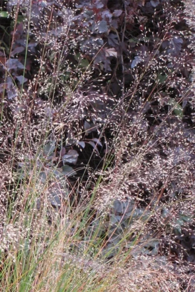 Prairie Dropseed Grass (Sporobolis Heterolepis) - 6 Pack Of 1 Gallon Pots -Chaste Tree World sporobolis heterolepis prairie dropseed grass 10 2