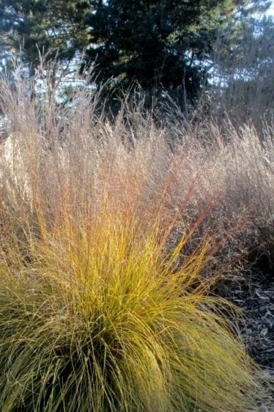 Prairie Dropseed Grass (Sporobolis Heterolepis) - 6 Pack Of 1 Gallon Pots -Chaste Tree World sporobolis heterolepis prairie dropseed grass 18 2