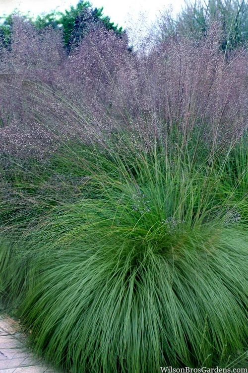 Prairie Dropseed Grass (Sporobolus Heterolepis) - 1 Gallon Pot 1 Prairie Dropseed Grass (Sporobolus Heterolepis) - 1 Gallon Pot