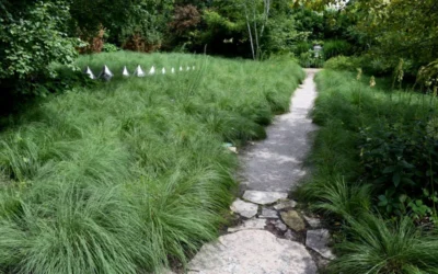 Prairie Dropseed Grass (Sporobolus Heterolepis) - 1 Gallon Pot 13 Prairie Dropseed Grass (Sporobolus Heterolepis) - 1 Gallon Pot -Chaste Tree World sporobolis heterolepis prairie dropseed grass 2 1