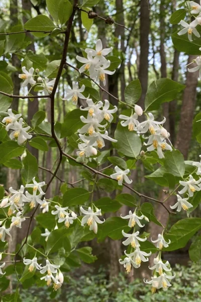 American Snowbell Tree (Styrax Americanus) - 1 Gallon Pot 17 American Snowbell Tree (Styrax Americanus) - 1 Gallon Pot -Chaste Tree World styrax americanus american snowbell 12