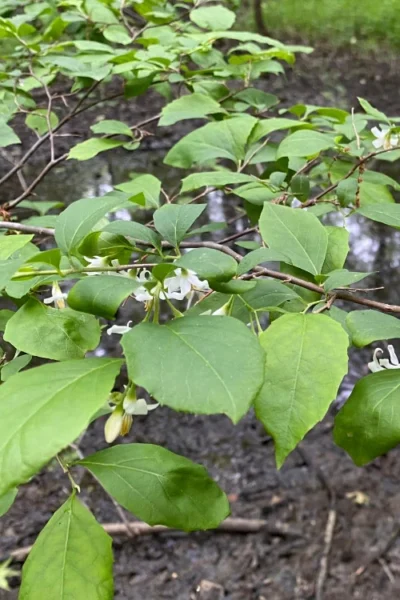American Snowbell Tree (Styrax Americanus) - 1 Gallon Pot 24 American Snowbell Tree (Styrax Americanus) - 1 Gallon Pot -Chaste Tree World styrax americanus american snowbell 13