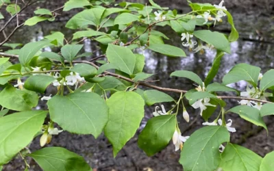 American Snowbell Tree (Styrax Americanus) - 1 Gallon Pot 23 American Snowbell Tree (Styrax Americanus) - 1 Gallon Pot -Chaste Tree World styrax americanus american snowbell 14