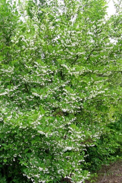 American Snowbell Tree (Styrax Americanus) - 1 Gallon Pot 18 American Snowbell Tree (Styrax Americanus) - 1 Gallon Pot -Chaste Tree World styrax americanus american snowbell 16