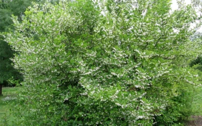 American Snowbell Tree (Styrax Americanus) - 1 Gallon Pot 19 American Snowbell Tree (Styrax Americanus) - 1 Gallon Pot -Chaste Tree World styrax americanus american snowbell 17