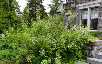 American Snowbell Tree (Styrax Americanus) - 1 Gallon Pot 21 American Snowbell Tree (Styrax Americanus) - 1 Gallon Pot -Chaste Tree World styrax americanus american snowbell 18