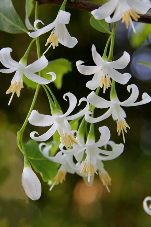 Chaste Tree World -Chaste Tree World styrax americanus american snowbell 3