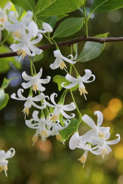 American Snowbell Tree (Styrax Americanus) - 1 Gallon Pot 22 American Snowbell Tree (Styrax Americanus) - 1 Gallon Pot -Chaste Tree World styrax americanus american snowbell 4