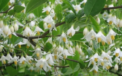 American Snowbell Tree (Styrax Americanus) - 1 Gallon Pot 26 American Snowbell Tree (Styrax Americanus) - 1 Gallon Pot -Chaste Tree World styrax americanus american snowbell 6