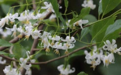 American Snowbell Tree (Styrax Americanus) - 1 Gallon Pot -Chaste Tree World styrax americanus american snowbell 7
