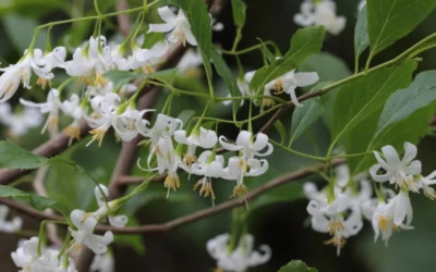 American Snowbell Tree (Styrax Americanus) - 1 Gallon Pot 25 American Snowbell Tree (Styrax Americanus) - 1 Gallon Pot -Chaste Tree World styrax americanus american snowbell 7