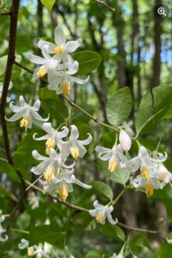 American Snowbell Tree (Styrax Americanus) - 1 Gallon Pot -Chaste Tree World styrax americanus american snowbell 8