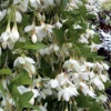 Fragrant Fountain Weeping Japanese Snowbell Tree - 1 Gallon Pot
