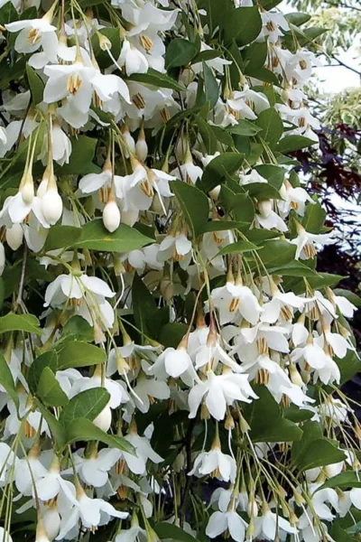 Fragrant Fountain Weeping Japanese Snowbell Tree - 1 Gallon Pot