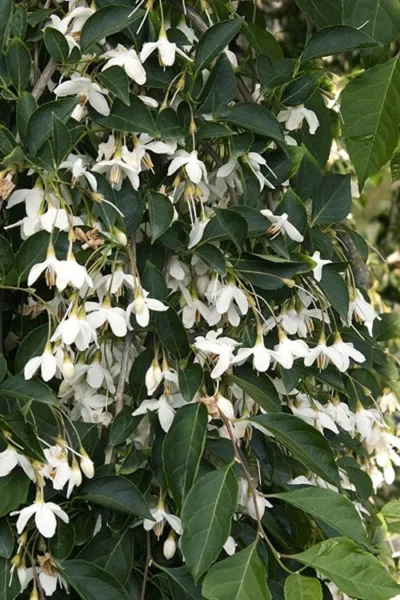 Fragrant Fountain Weeping Japanese Snowbell Tree - 1 Gallon Pot -Chaste Tree World styrax japonica fragrant fountain weeping japanese snowbell tree 4 2
