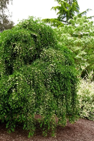 Fragrant Fountain Weeping Japanese Snowbell Tree - 5 Gallon Pot 14 Fragrant Fountain Weeping Japanese Snowbell Tree - 5 Gallon Pot -Chaste Tree World styrax japonica fragrant fountain weeping japanese snowbell tree 5