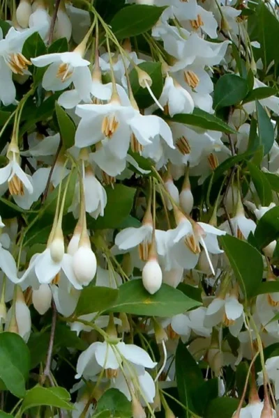 Fragrant Fountain Weeping Japanese Snowbell Tree - 1 Gallon Pot -Chaste Tree World styrax japonica fragrant fountain weeping japanese snowbell tree 6 2