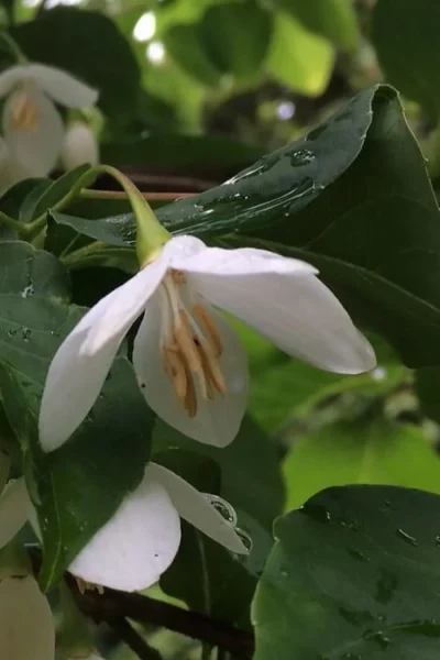 Fragrant Fountain Weeping Japanese Snowbell Tree - 1 Gallon Pot -Chaste Tree World styrax japonica fragrant fountain weeping japanese snowbell tree 7 2
