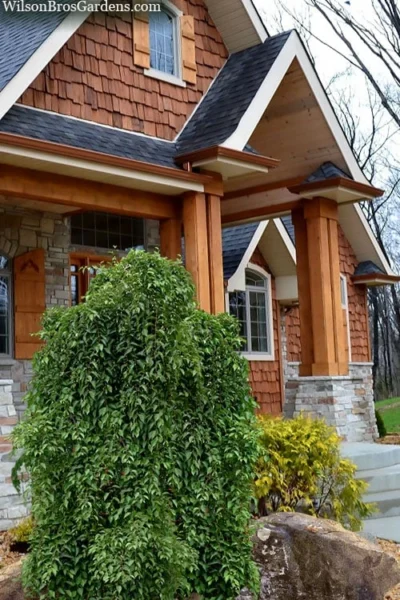 Fragrant Fountain Weeping Japanese Snowbell Tree - 5 Gallon Pot 12 Fragrant Fountain Weeping Japanese Snowbell Tree - 5 Gallon Pot -Chaste Tree World styrax japonica fragrant fountain weeping japanese snowbell tree 9