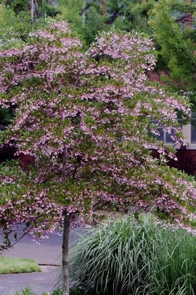 Pink Chimes Japanese Snowbell - 1 Gallon Pot -Chaste Tree World styrax japonica pink chimes japanese snowbell tree 2