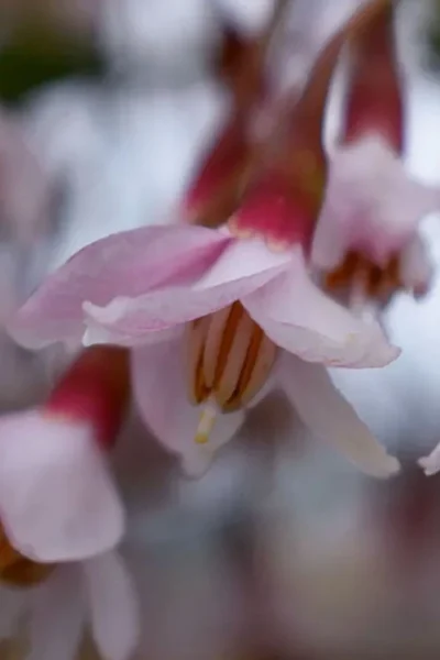Pink Chimes Japanese Snowbell - 1 Gallon Pot -Chaste Tree World styrax japonica pink chimes japanese snowbell tree 3