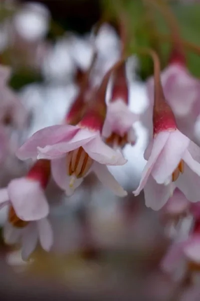 Pink Chimes Japanese Snowbell - 1 Gallon Pot -Chaste Tree World styrax japonica pink chimes japanese snowbell tree 4
