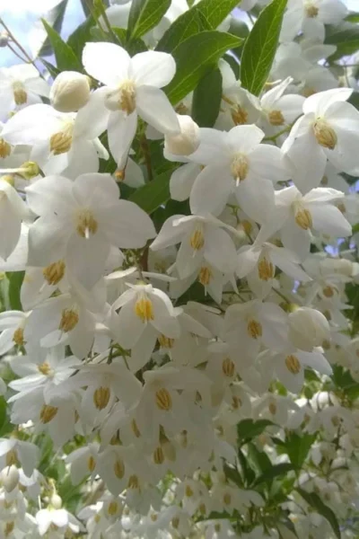 Japanese Snowbell Tree (Styrax) - 5 Gallon Pot 15 Japanese Snowbell Tree (Styrax) - 5 Gallon Pot -Chaste Tree World styrax japonicus japanese snowbell tree 2