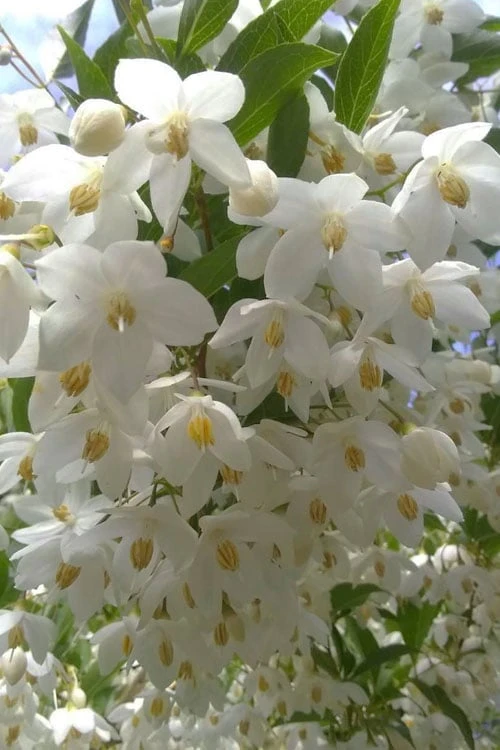 Japanese Snowbell Tree (Styrax) - 5 Gallon Pot 8 Japanese Snowbell Tree (Styrax) - 5 Gallon Pot - Image 8