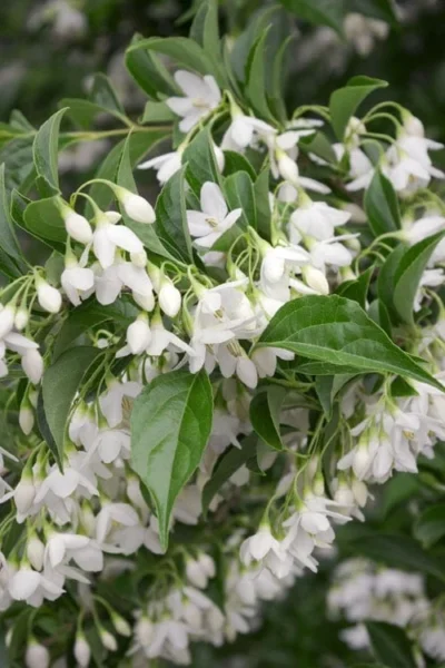 Japanese Snowbell Tree (Styrax) - 5 Gallon Pot 14 Japanese Snowbell Tree (Styrax) - 5 Gallon Pot -Chaste Tree World styrax japonicus japanese snowbell tree 4