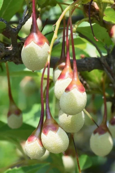 Japanese Snowbell Tree (Styrax) - 5 Gallon Pot 13 Japanese Snowbell Tree (Styrax) - 5 Gallon Pot -Chaste Tree World styrax japonicus japanese snowbell tree 8