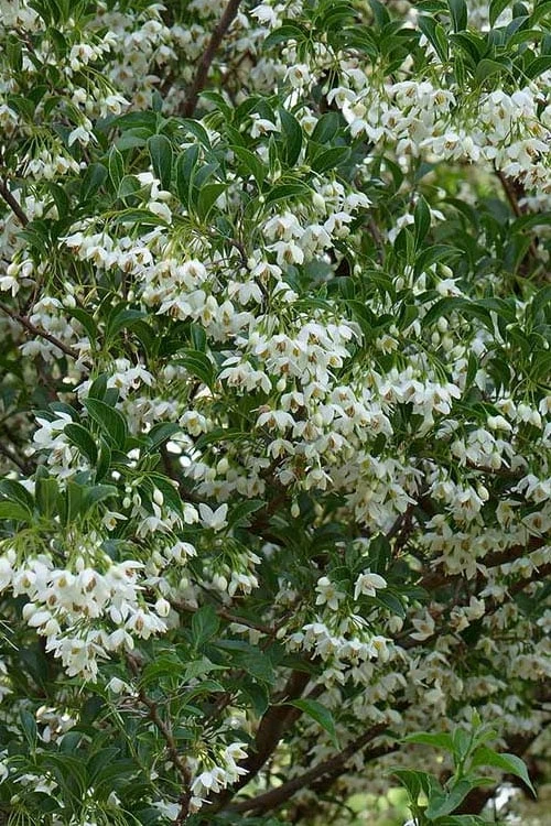 Japanese Snowbell Tree (Styrax) - 5 Gallon Pot 1 Japanese Snowbell Tree (Styrax) - 5 Gallon Pot