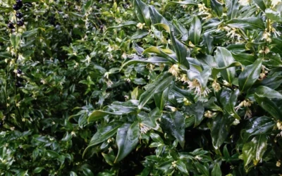 Fragrant Sweet Box (Sarcococca Ruscifolia) - 3 Gallon Pot -Chaste Tree World sweet box fragrant 6 800x500 1