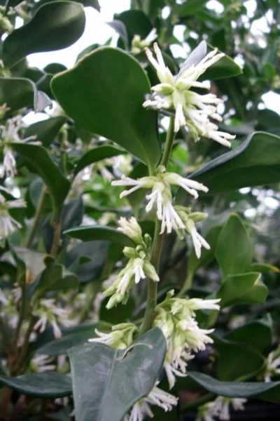 Fragrant Sweet Box (Sarcococca Ruscifolia) - 3 Gallon Pot -Chaste Tree World sweet box fragrant 7 500x750 1